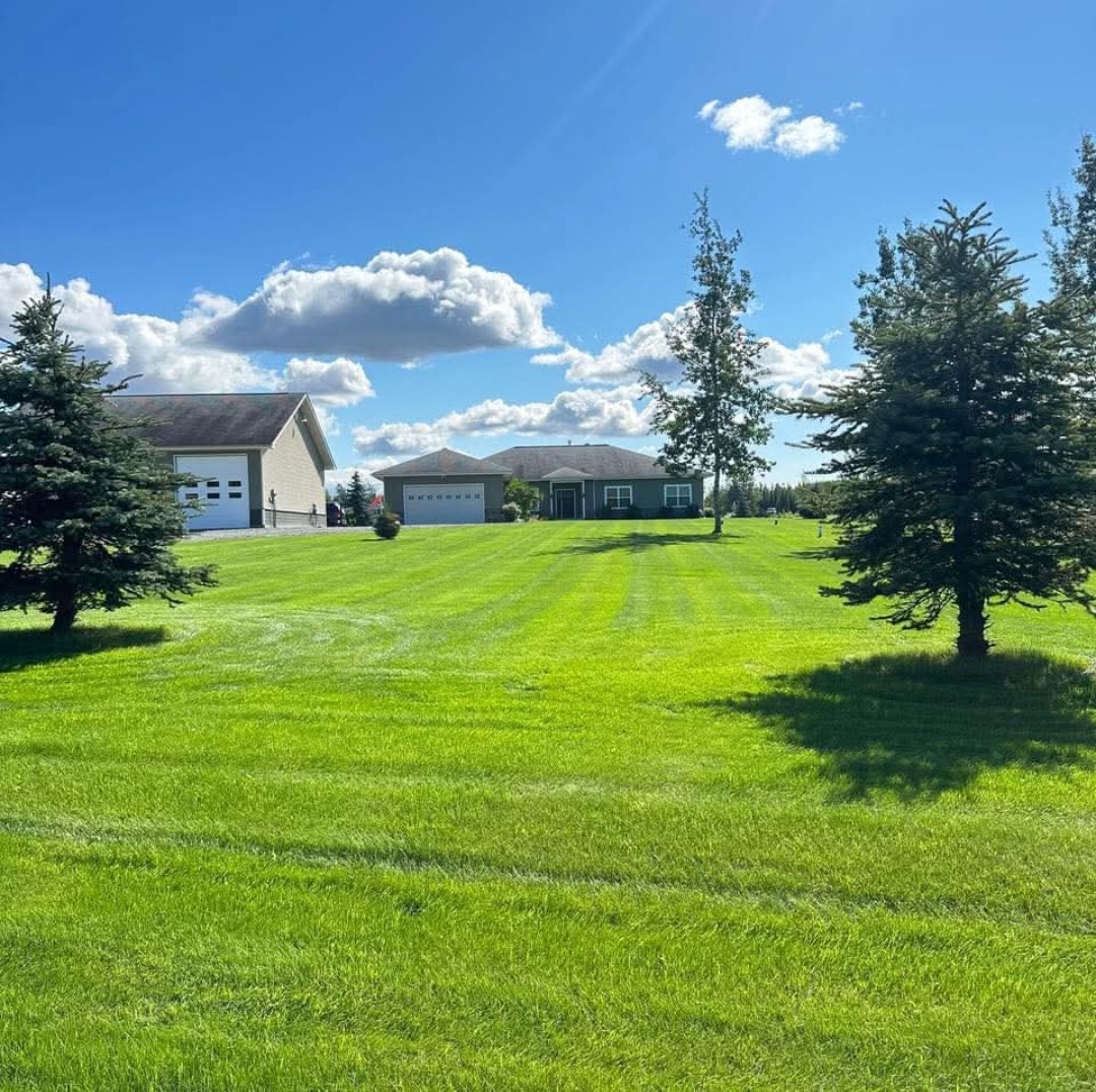 A large striped lawn with spruce trees in front of a home