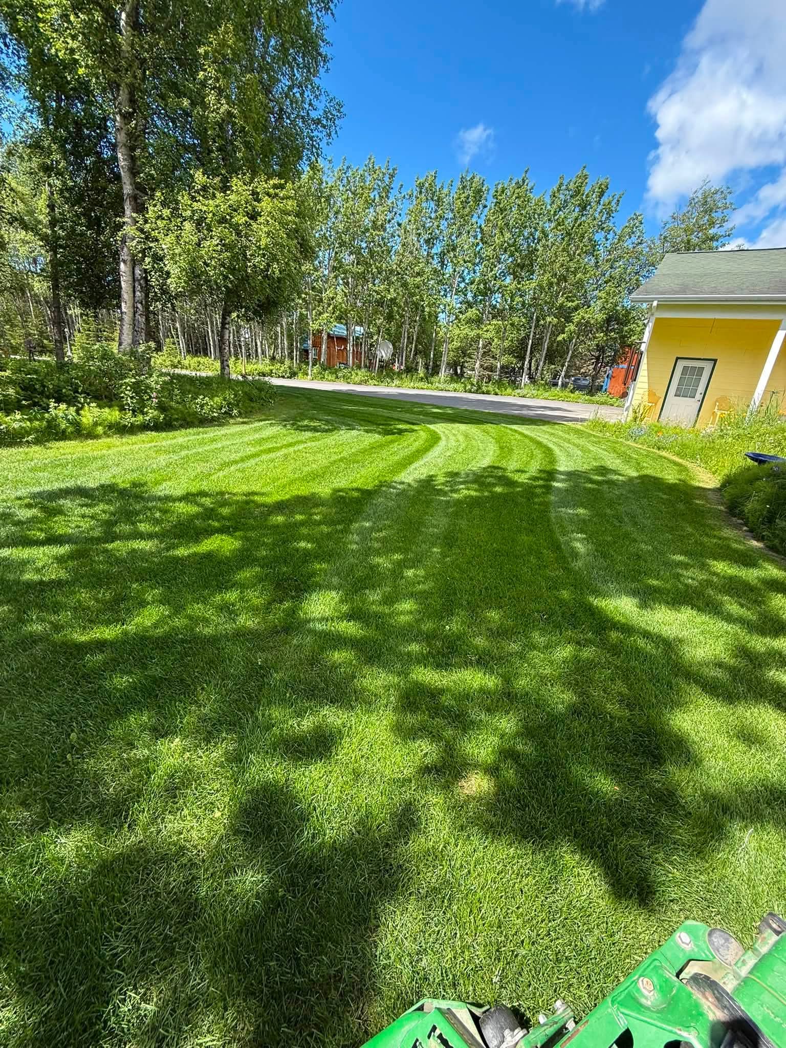 Curved mowing stripes on a green lawn lined with birch trees